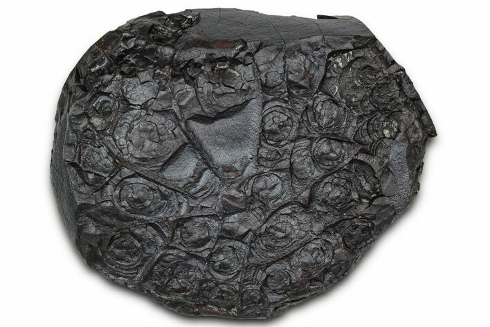 Dragon Scale Stone (Iron, Manganese, Siderite Nodule) #350208